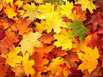 The Fall Trifecta